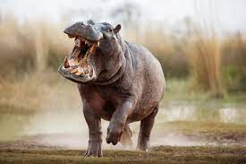 World Hippo Day